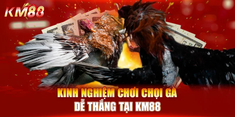 Kinh nghiệm chơi chọi gà dễ thắng tại KM88